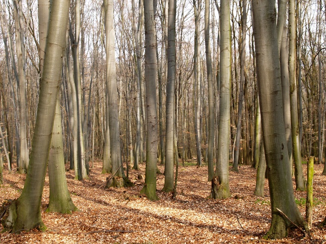Forest of common beech (Fagus sylvatica) at station No. 12