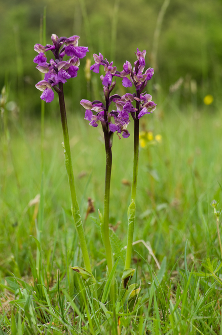 Green-winged orchid (Orchis morio)