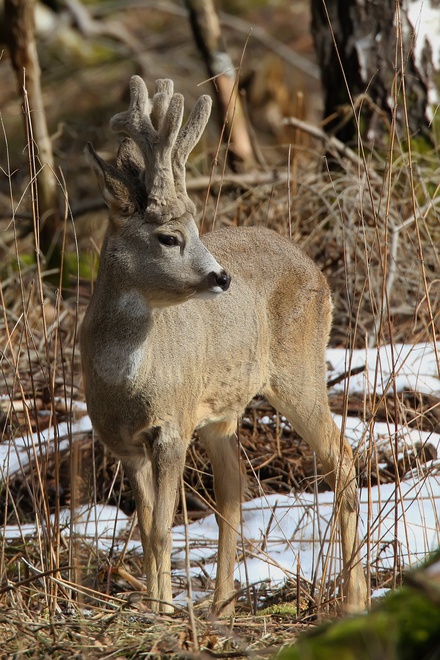 Roe deer (Capreolus capreolus) in velvet