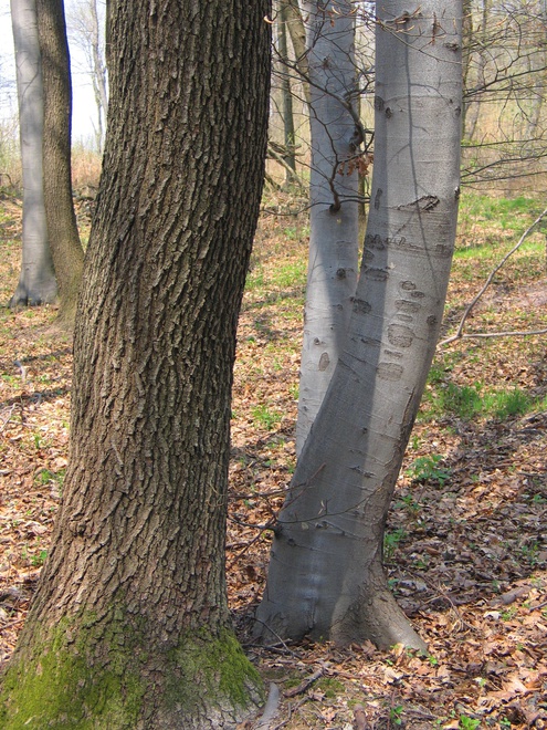 Kmene dubu (Quercus petraea) a buku (Fagus sylvatica), typických drevín kostolianskych lesov
