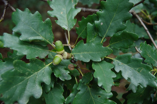 Listy dubu zimného (Quercus petraea) so sediacimi žaluďmi.