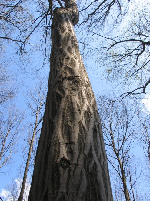 Trunk of a common hornbeam (Carpinus betulus) with characteristic stripes