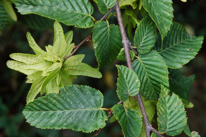 Leaves of common hornbeam (Carpinus betulus)