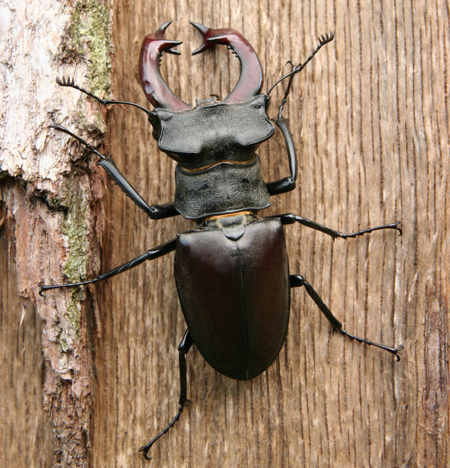 Stag beetle (Lucanus cervus) 