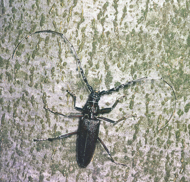 Great capricorn beetle (Cerambyx cerdo)