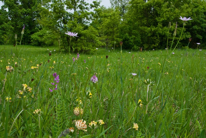 The Kostoľany meadows are a xerotherm biotope with a variety of different species