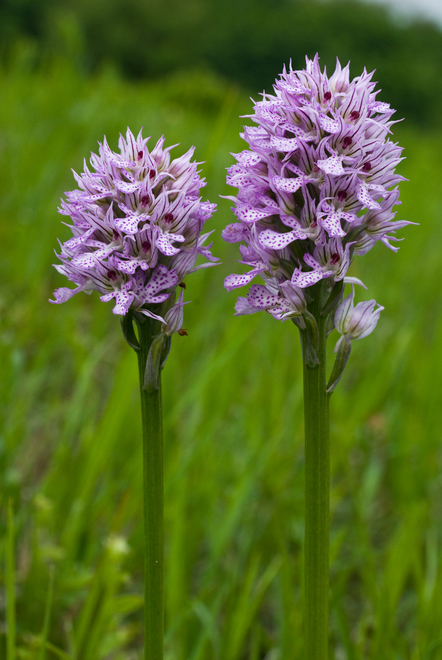Three-toothed orchid (Orchis tridentata)