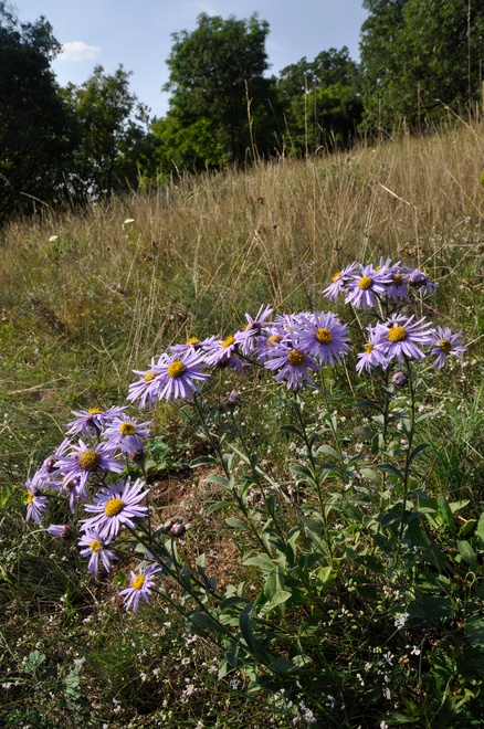 European Michaelmas daisy (Aster amelloides)