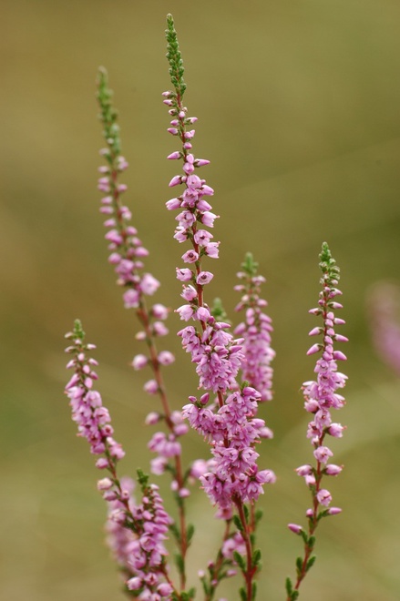 Common heather (Calluna vulgaris)