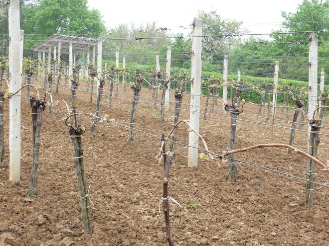 Vine pulled in the middle, with short and long cuts (1–14 buds on the green parts), which is typical for the Ladice vineyards since the 1950s