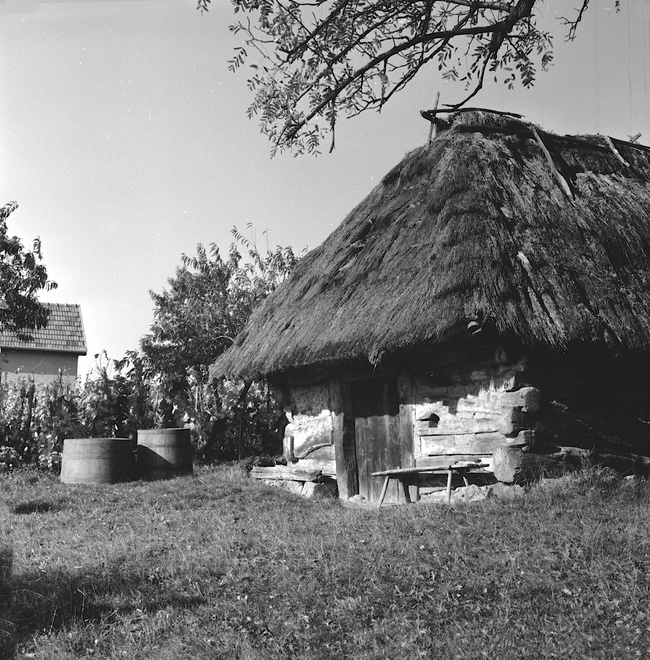Hajloky v ladických vinohradoch v 60. rokoch 20. storočia