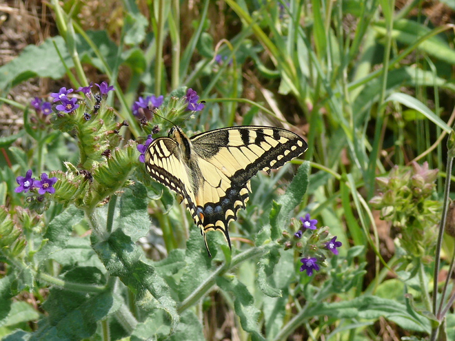 the Old World swallowtail