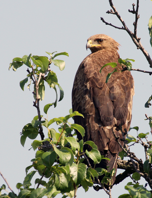 Lesser spotted eagle (Aquila pomarina)