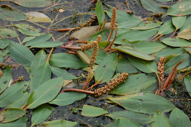 Broad-leaved pondweed (Potamogeton natans)