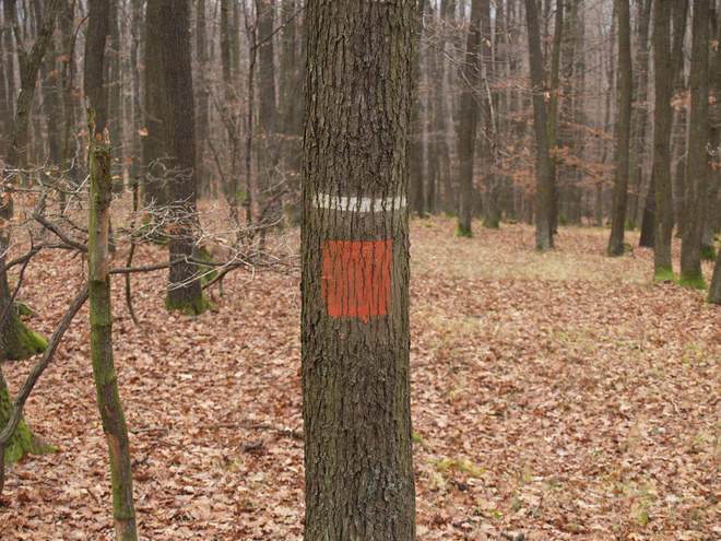 Border between commercial forest and ‘user unit’
