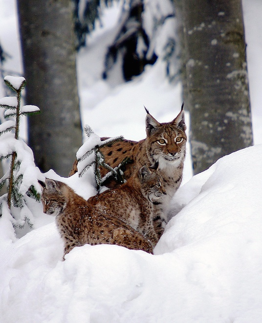Euroasian lynx (Lynx lynx)