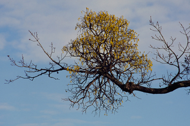 European mistletoe (Loranthus europaeus)