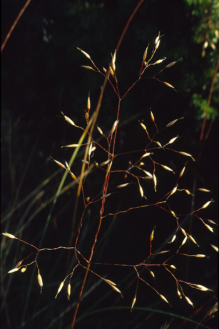 Metluška krivolaká (Avenella flexuosa)