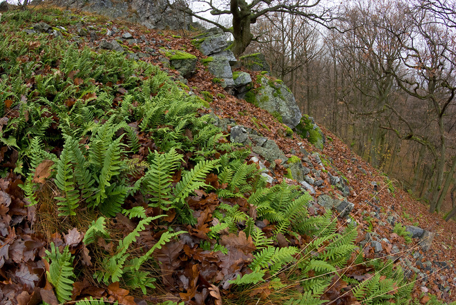 Sladič obyčajný (Polypodium vulgare) v kyslomilnej dubine